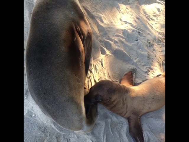 GALAPAGOS ISLA ISABELA