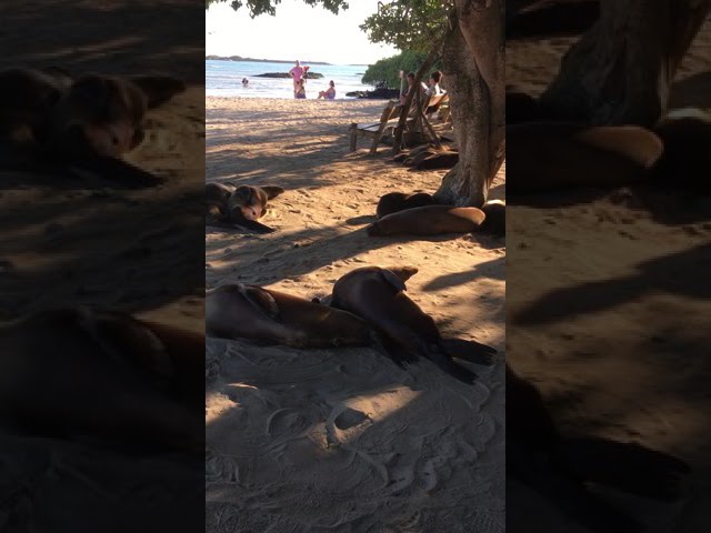 Galapagos Isla Isabela