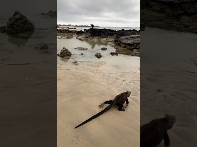 Iguana Marina Isla Isabela Galapagos Ecuador