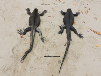 Tour a la Isla Seymour Norte