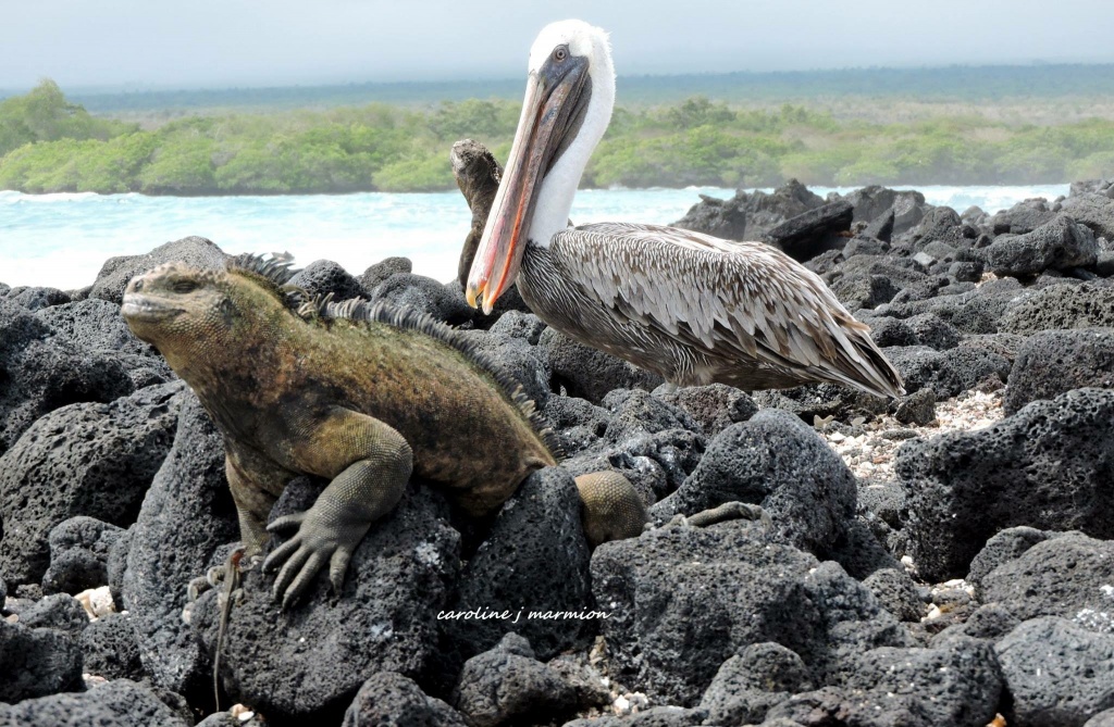 5 Días Islas Galápagos Paquetes Galápagos Native Tours 0282