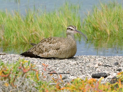 Tour a la Isla Seymour Norte