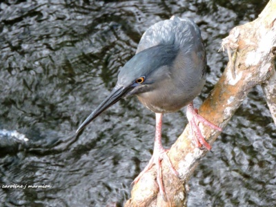 Tour a la Isla Seymour Norte