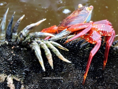 Tour a la Isla Seymour Norte