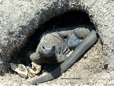 Tour a la Isla Seymour Norte