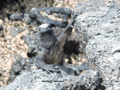 Tour a la Isla Seymour Norte