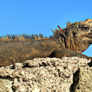 iguana_marina