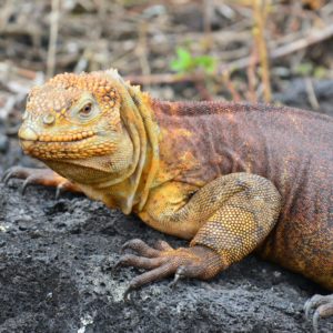 iguana