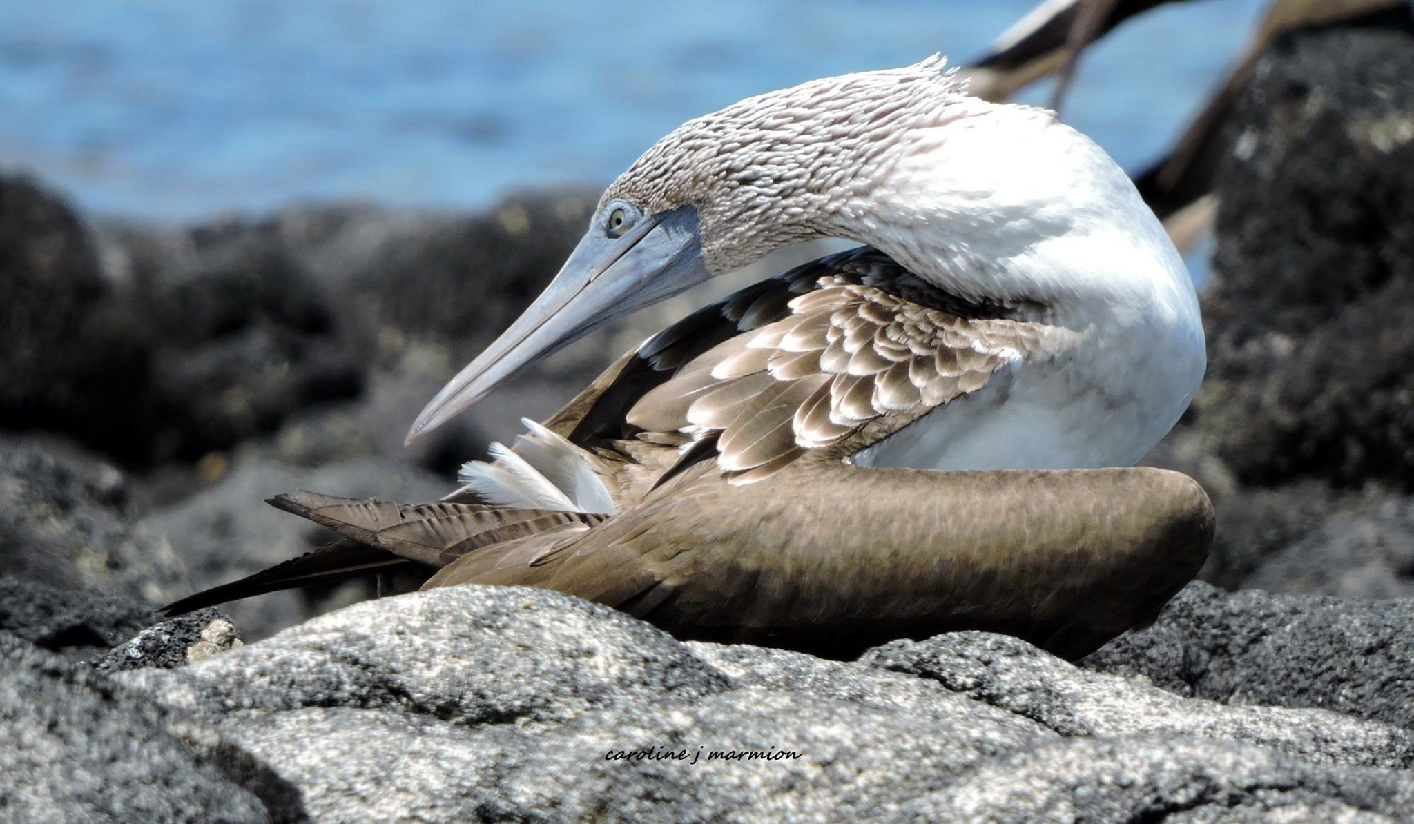 galapagos tour de bahia