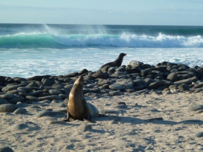 Tour a la Isla Seymour Norte