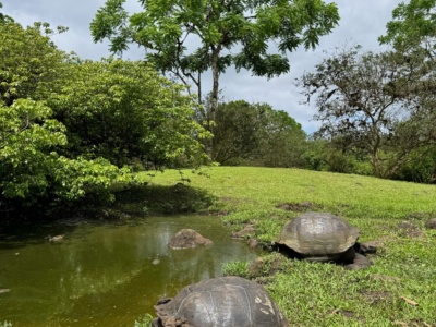 Parte Alta Santa Cruz – Rancho Primicias y Túneles de Lava