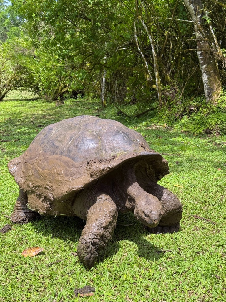 parte alta tortugas2