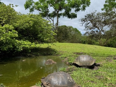 Parte Alta Santa Cruz – Rancho Primicias y Túneles de Lava