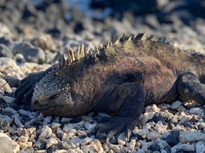 Snorkeling en Tintoreras
