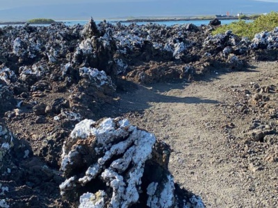 Snorkeling en Tintoreras