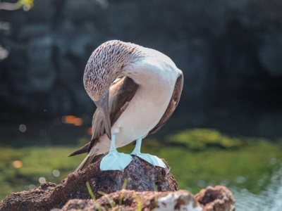 Snorkeling en Tintoreras