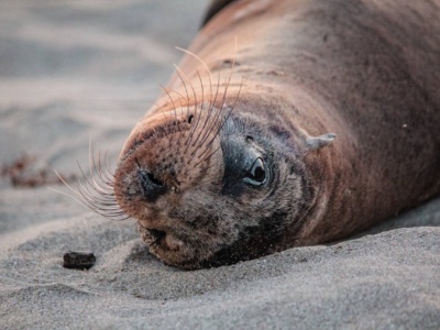 Snorkeling en Tintoreras