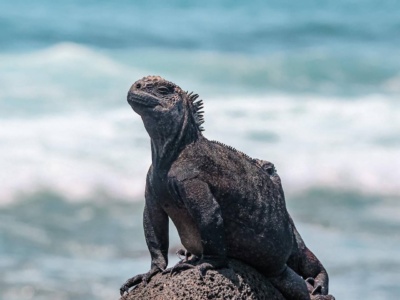 Snorkeling en Túneles/Cabo Rosa