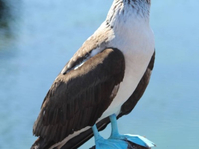 Snorkeling en Túneles/Cabo Rosa