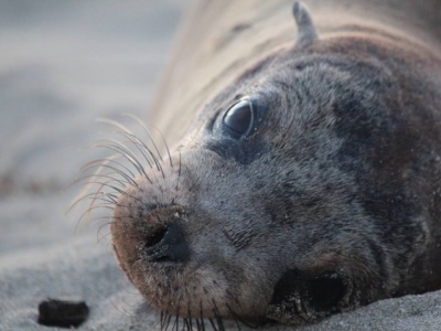 Isabela 4 días 3 noches