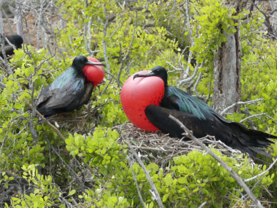 Seymour North Island Tour