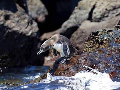 Tour Isla Bartolomé