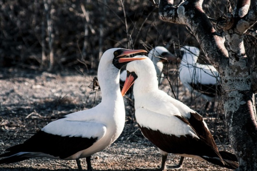 Isla Española Tour Galápagos