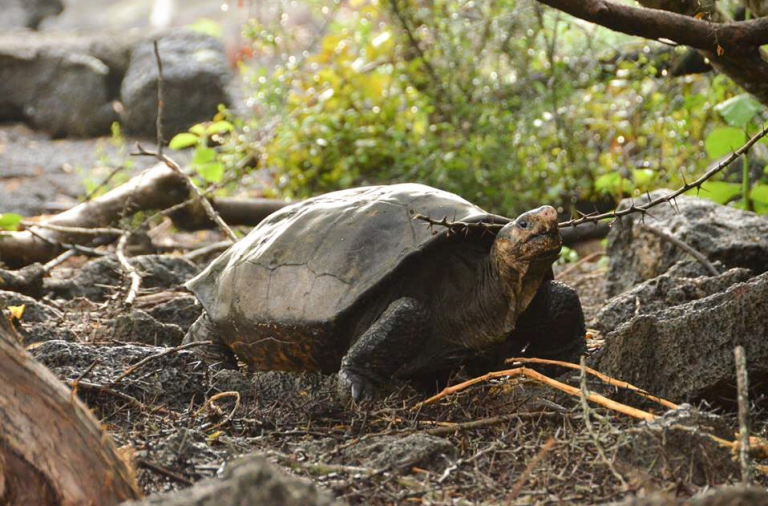 tortuga gigante de galapagos chelonoidis phantasticus