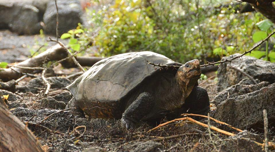 tortuga gigante de galapagos chelonoidis phantasticus