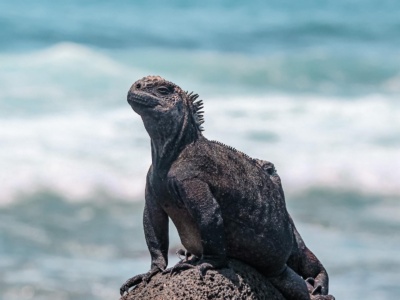 Mágico Isabela 4D3N