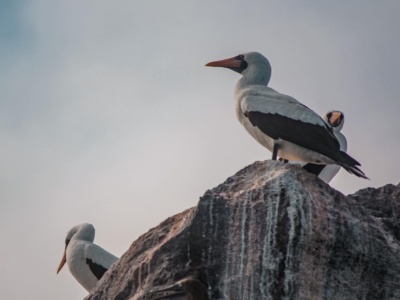 GALAPAGOS ISLAND HOPPING 8D7N