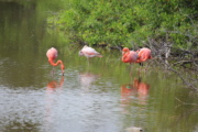 Flamingos de Galápagos