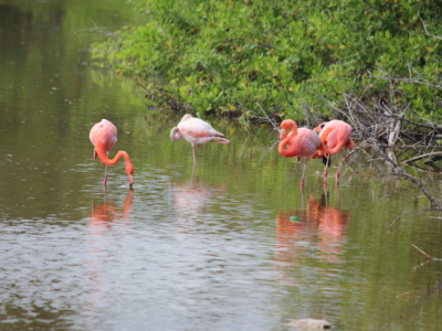 Flamingos de Galápagos