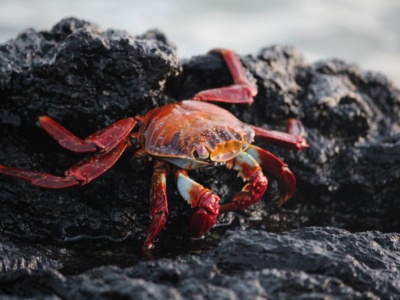 MÁGICO ISABELA 6D5N